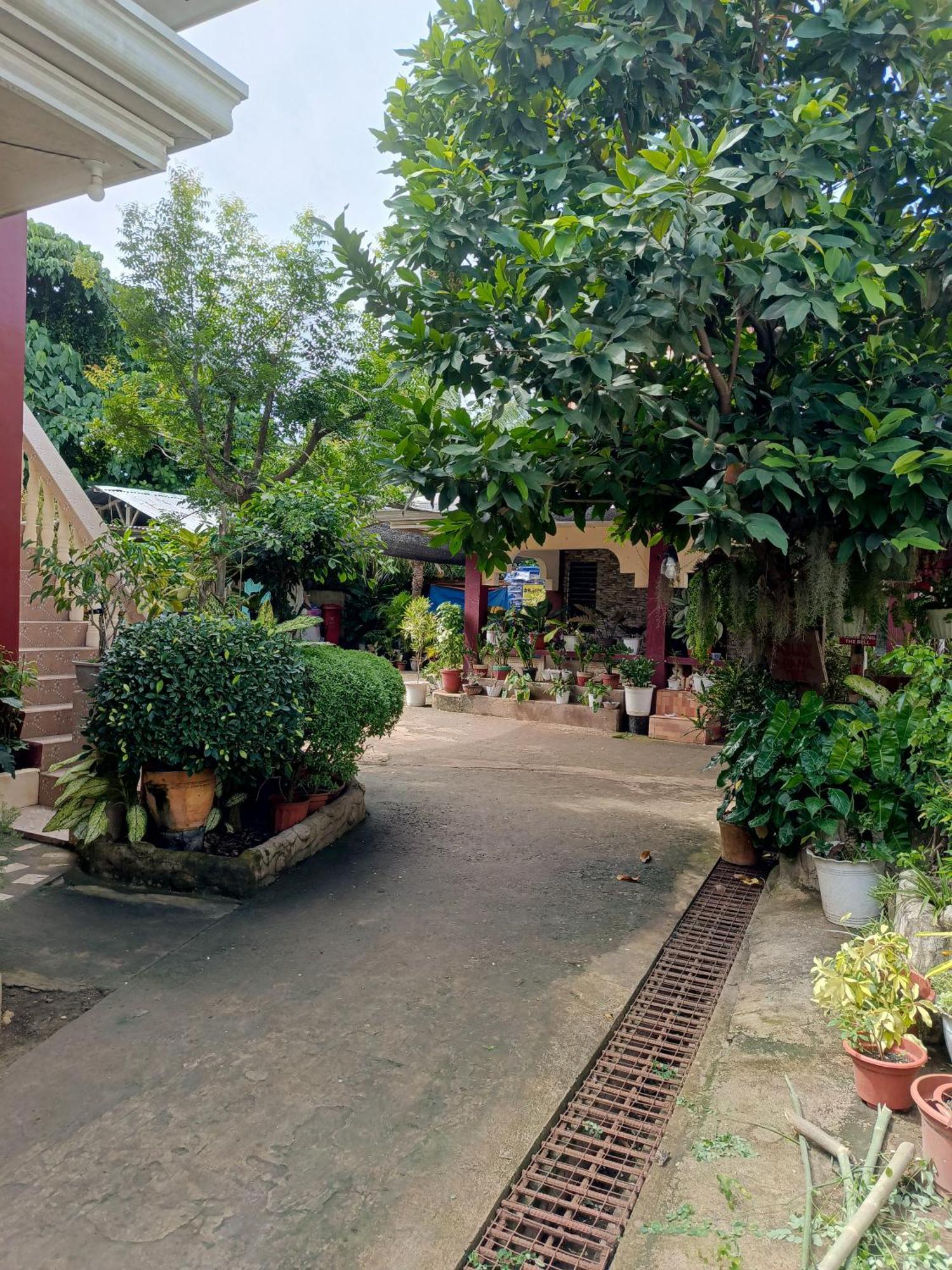 Peace Lily Studio Apartments Panglao Island Exterior photo